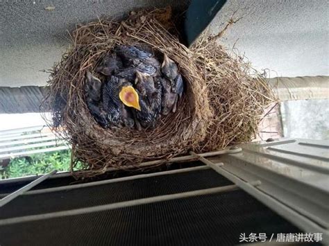 鳥築巢怎麼辦|[問題] 如何讓小鳥換地方築巢